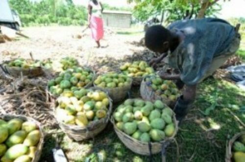 Article : La mangue d’Haiti, une réputation internationale!