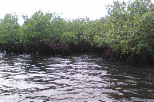Article : Au parc National des Trois Baies, des ONG locaux volent au secours des mangroves